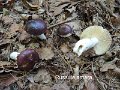 Russula amara-amf1709